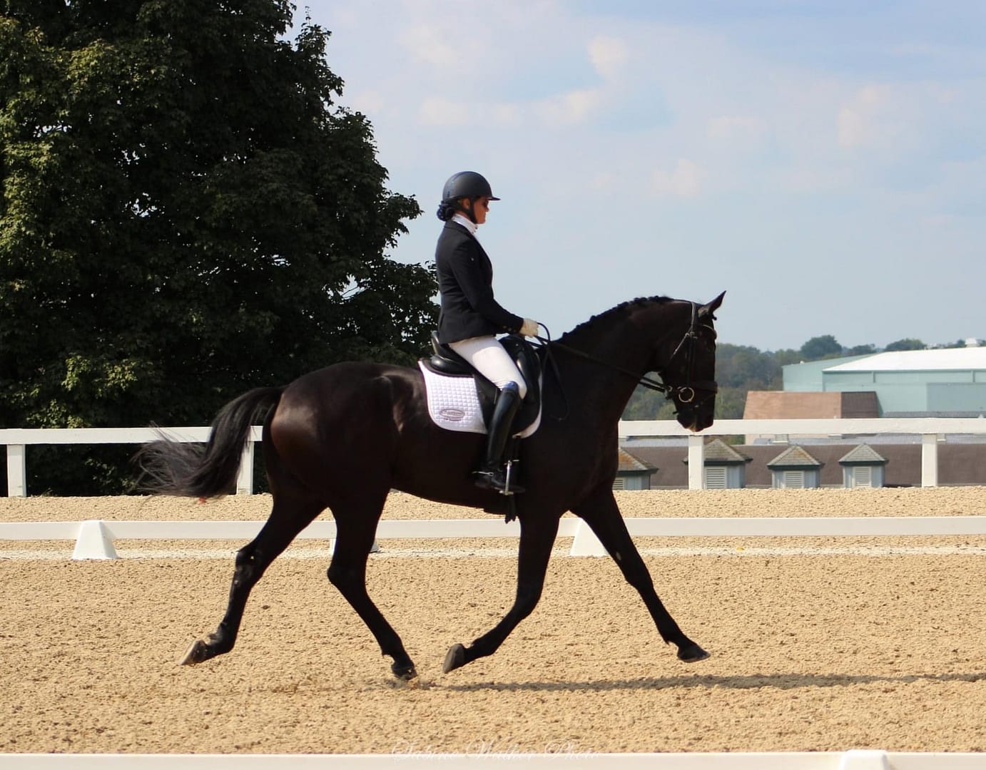 Dressage Horse Sales