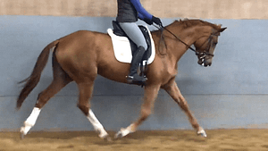 Hanoverian Mare For Sale