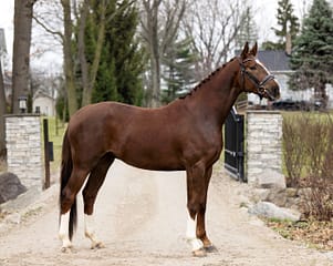 Benjamin-Blue Ridge Farm Sold Horse