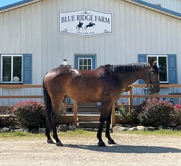 Carson-Blue Ridge Farm Sold Horse