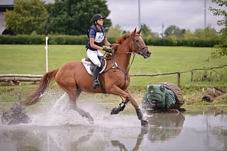 Clifford-Blue Ridge Farm Sold Horse