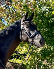 Farrel-Blue Ridge Farm Sold Horse
