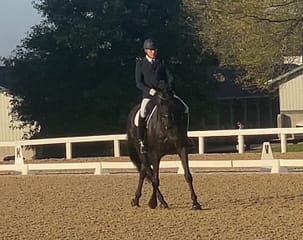 Furstenfreund-Blue Ridge Farm Sold Horse
