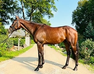 News Item-Blue Ridge Farm Sold Horse