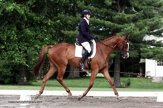 Lex Vision-Blue Ridge Farm Sold Horse