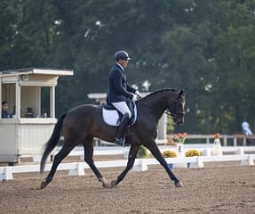 Verlaine-Blue Ridge Farm Sold Horse