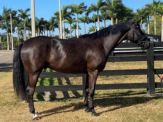 Forest-Blue Ridge Farm Sold Horse
