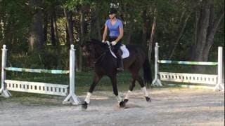 Sport Horse Sales Ohio