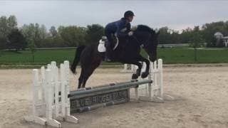Sport Horse Sales Cleveland