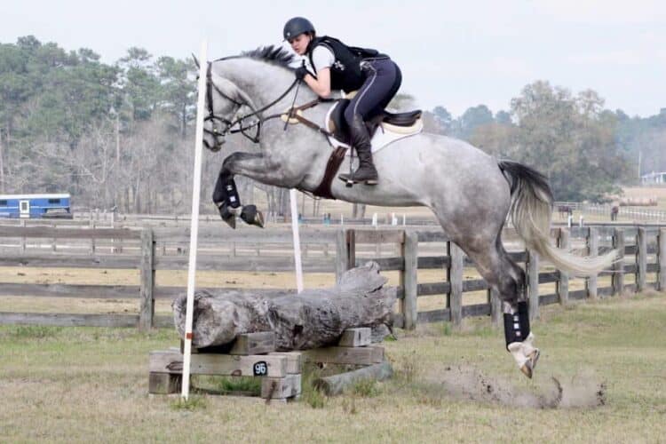 Eventing Horses For Sale Ohio